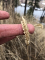 Agropyron