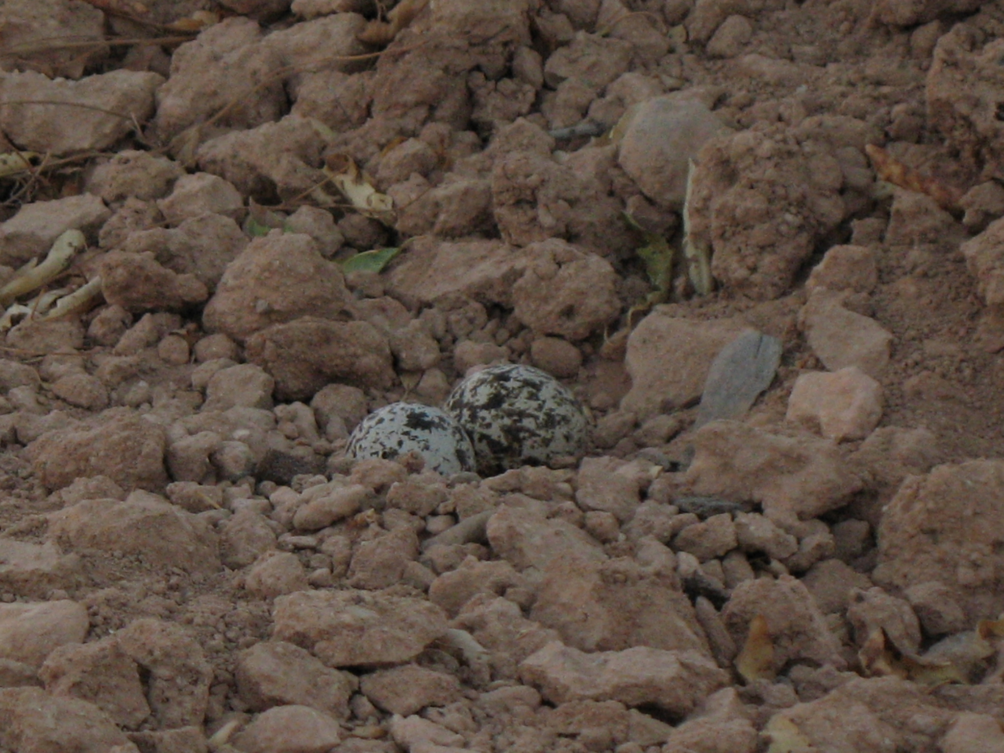 Eurasian Stone-curlew
