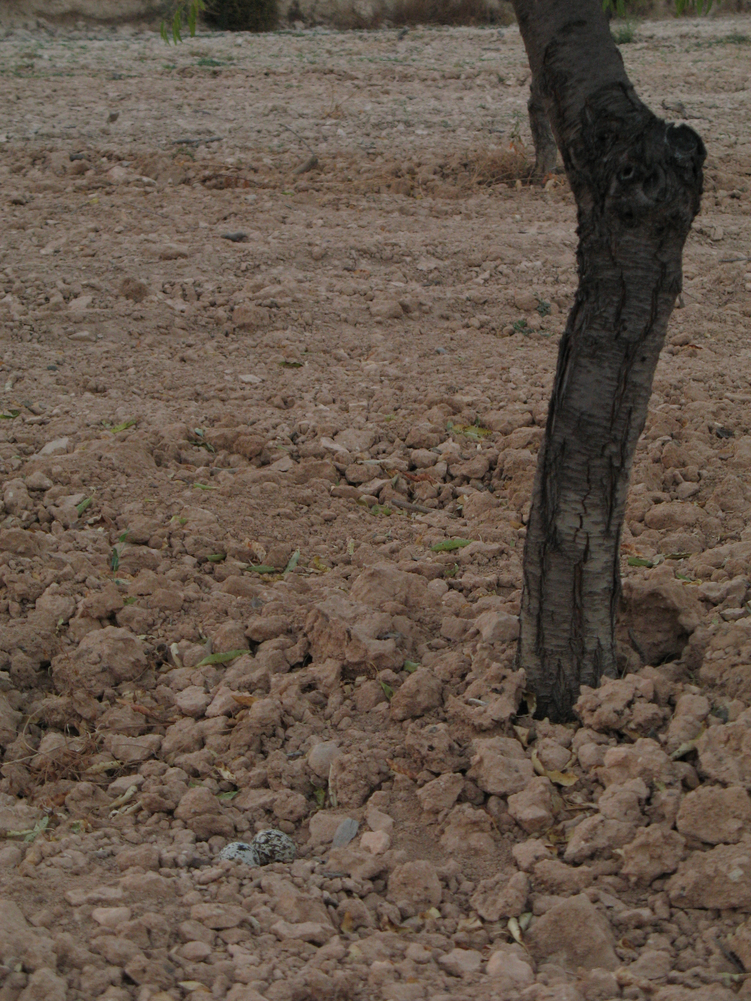 Eurasian Stone-curlew