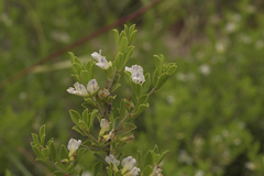 Psoralea spicata