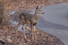 Odocoileus virginianus