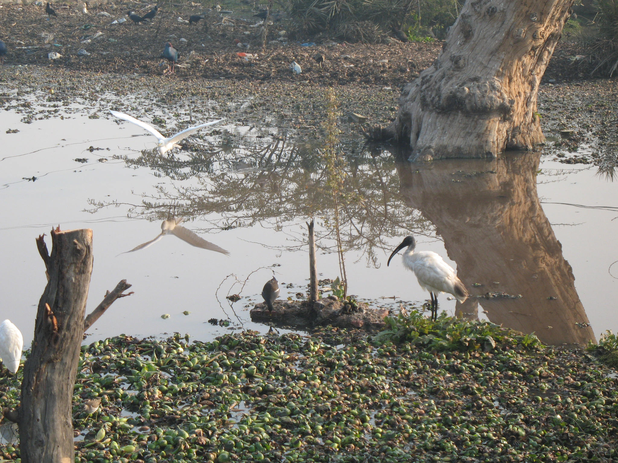 Black-headed Ibis