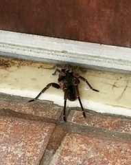 Cyrtopholis portoricae