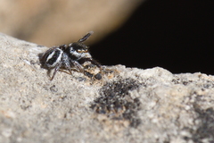 Pellenes geniculatus