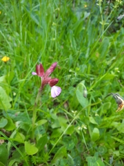 Anacamptis papilionacea papilionacea