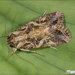 Mediterranean Brocade - Photo (c) Claudio Labriola, some rights reserved (CC BY-NC), uploaded by Claudio Labriola