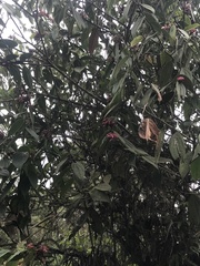 Cavendishia pubescens