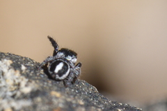 Pellenes geniculatus