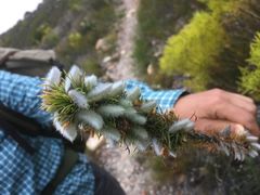 Aspalathus laricifolia