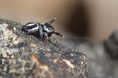 Pellenes geniculatus