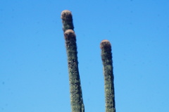 Cephalocereus macrocephalus