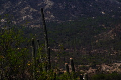Cephalocereus macrocephalus
