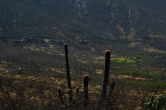 Cephalocereus macrocephalus