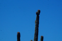 Cephalocereus macrocephalus
