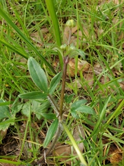 Ranunculus occidentalis occidentalis