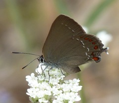 Satyrium esculi