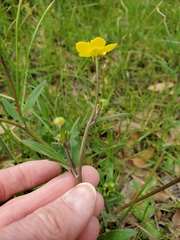 Ranunculus occidentalis occidentalis