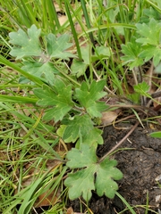 Ranunculus occidentalis occidentalis