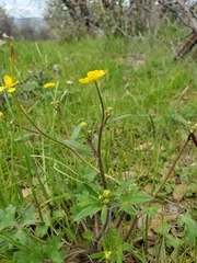 Ranunculus occidentalis occidentalis
