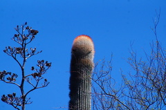 Cephalocereus macrocephalus