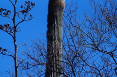 Cephalocereus macrocephalus