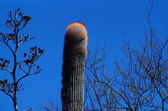 Cephalocereus macrocephalus