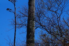 Cephalocereus macrocephalus
