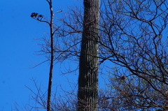 Cephalocereus macrocephalus