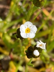 Plagiobothrys austinae