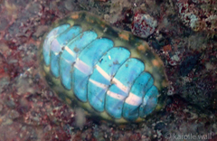 Tonicella