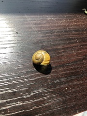 Cepaea