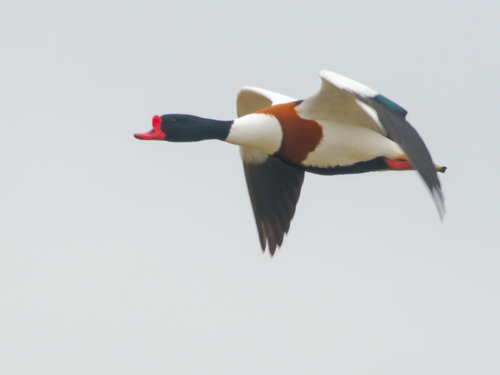 Tadorne de Belon (Tadorna tadorna)