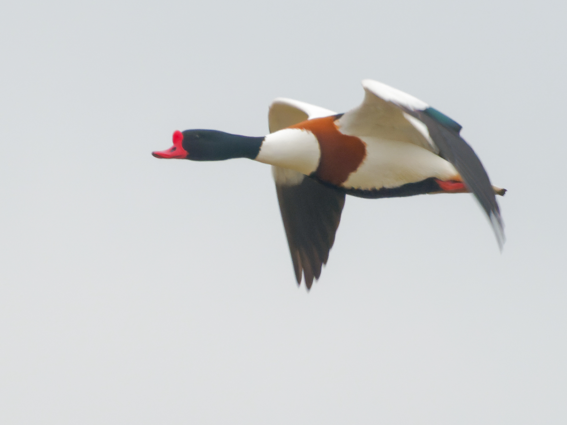 Common Shelduck (Tadorna tadorna)