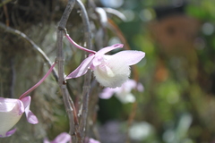 Orchidaceae