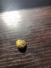 Cepaea