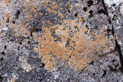 Arachnopeziza trabinelloides