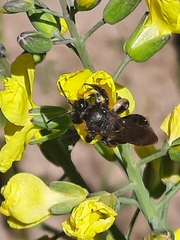 Andrena pilipes