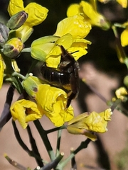 Andrena pilipes