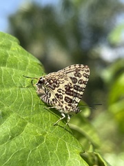 Cigaritis crustaria