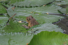 Rhinella marina