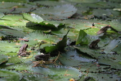 Rhinella marina