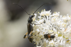 Callimoxys fuscipennis