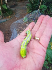 Coelonia fulvinotata