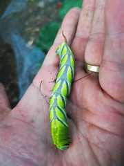 Coelonia fulvinotata