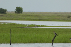 Microcarbo africanus