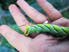 Coelonia fulvinotata