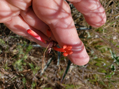 Penstemon subulatus