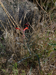 Penstemon subulatus