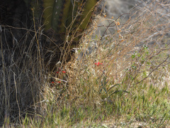 Penstemon subulatus