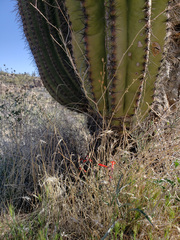 Penstemon subulatus
